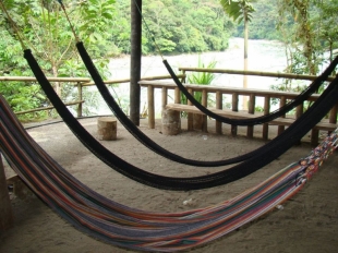 Imagen Relan en medio del bosque
